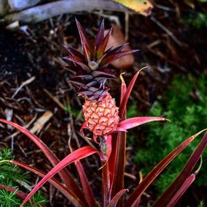 Meet your Posher, Daniela